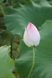 荷花花苞