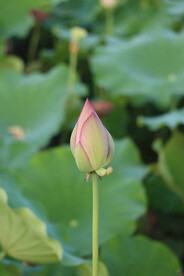 荷花花苞