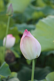 荷花花苞