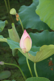 荷花花苞