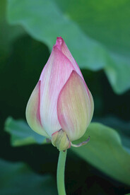 荷花花苞