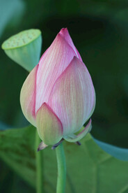 荷花花苞