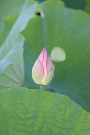 荷花花苞