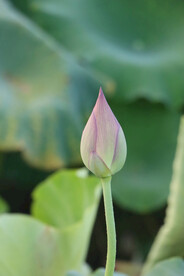 荷花花苞