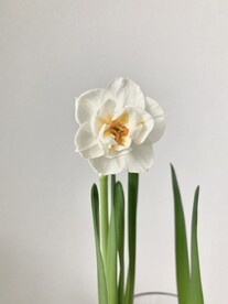 水仙花