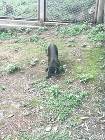 长尾猴