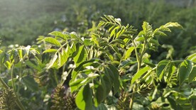 甘草
