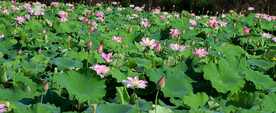 大片荷花