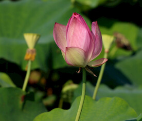 荷花 夏荷 莲花 花卉 唯美荷