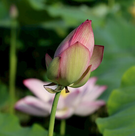 荷花花苞