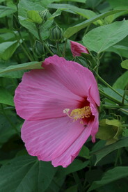 芙蓉葵 