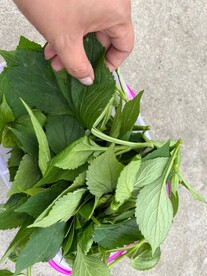 苦菜