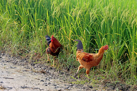 稻田鸡