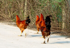 走地鸡