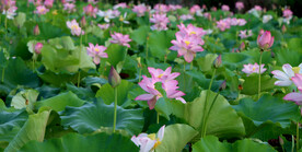 荷花盛开