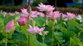 荷花盛开