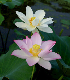 白荷花粉荷花