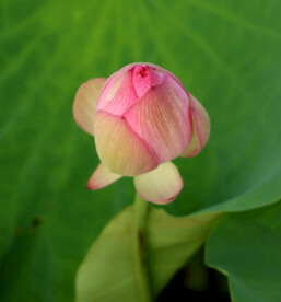 荷花花苞