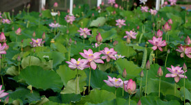 荷花盛开
