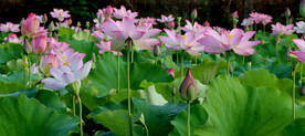 粉色荷花盛开