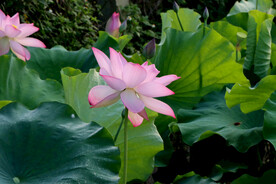 粉色荷花