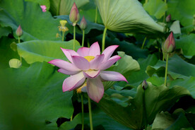 粉色荷花