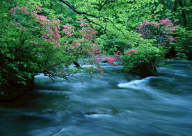 山涧溪流         