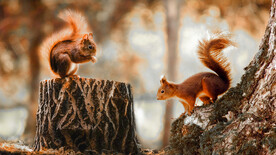 树桩上的小松鼠