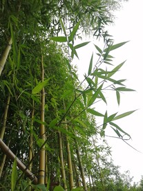 竹林 竹子