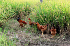 稻田土鸡