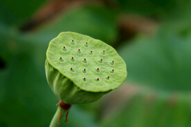 莲蓬莲子