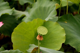 莲蓬莲子