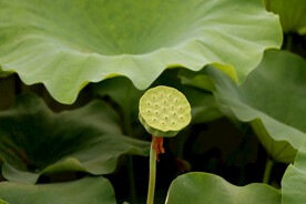 莲蓬莲子