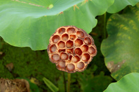 莲蓬莲子