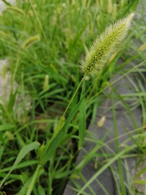 狗尾巴草 狗尾草
