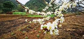 李花