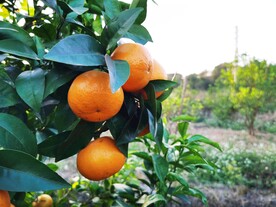 沃柑
