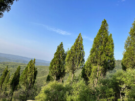蓝天绿树  