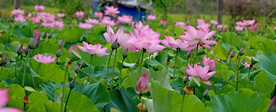 荷花盛开