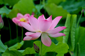 粉色荷花