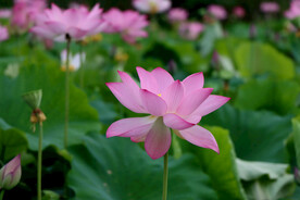 粉色荷花