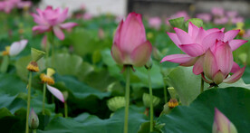 荷花盛开