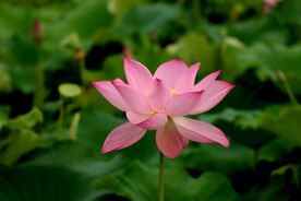 粉色荷花