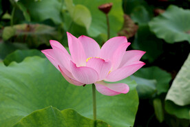 荷花绽放