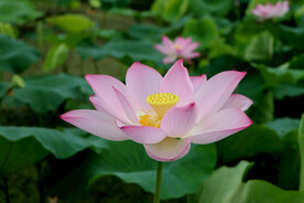 夏日荷花