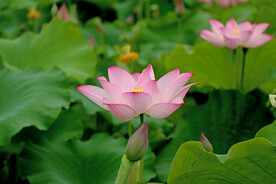 粉色荷花