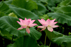 粉色荷花