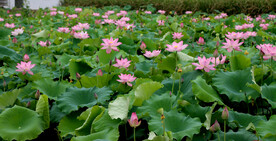 荷花盛开