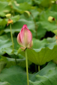 荷花花苞