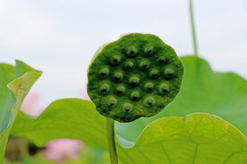 莲蓬莲子